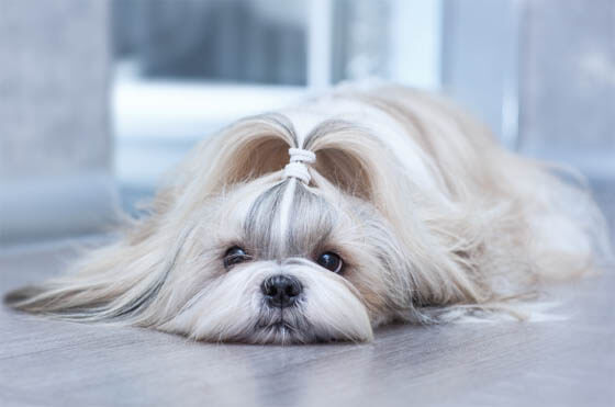 Smallest Dog Breeds