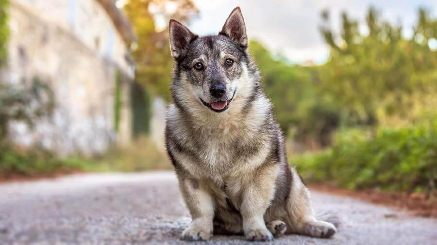 Smallest Dog Breeds