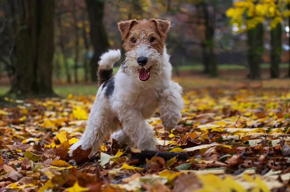 Smallest Dog Breeds