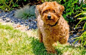 Smallest Dog Breeds