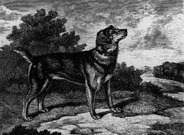 MODERN EXTINCT DOG BREEDS