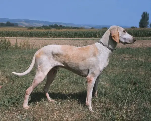 ANTIQUE EXTINCT DOG BREEDS