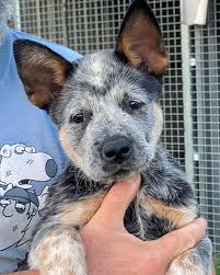 ANTIQUE EXTINCT DOG BREEDS