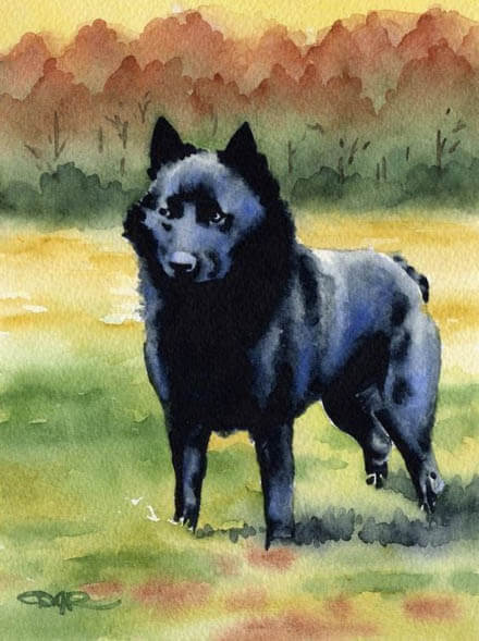 ANTIQUE EXTINCT DOG BREEDS