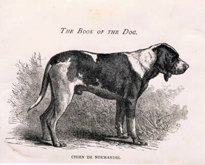 ANTIQUE EXTINCT DOG BREEDS