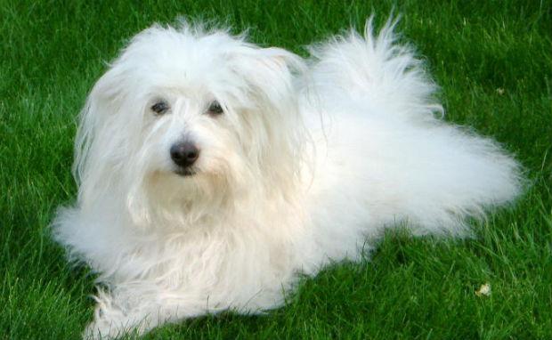 ANTIQUE EXTINCT DOG BREEDS