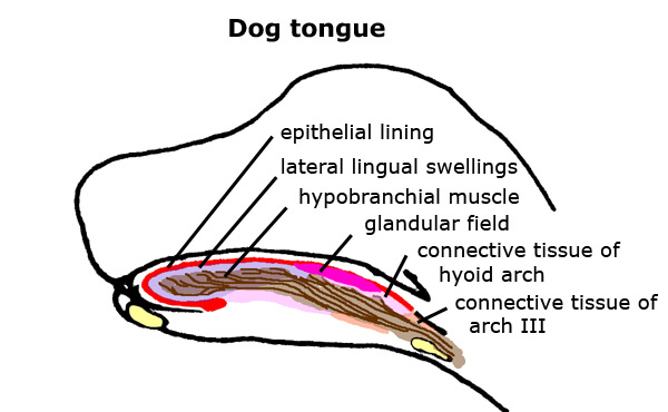 Dog and Puppy taste & flavor, Dog Flavours
