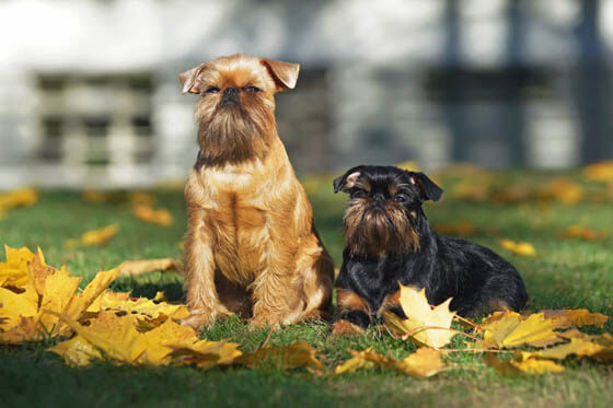Smallest Dog Breeds