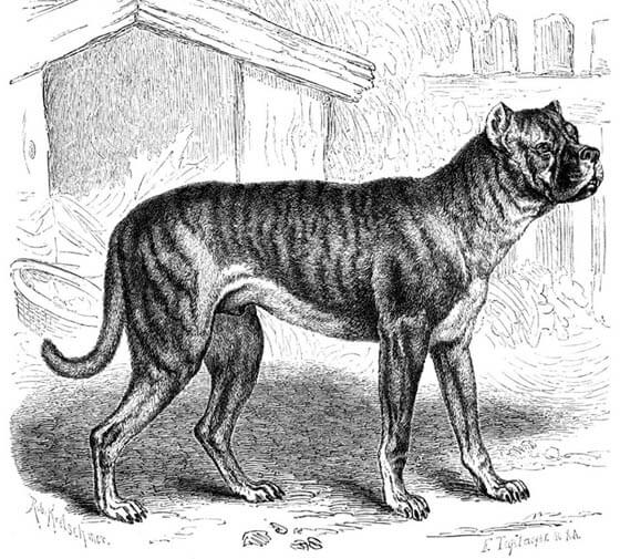 FIGHTING DOG BREEDS