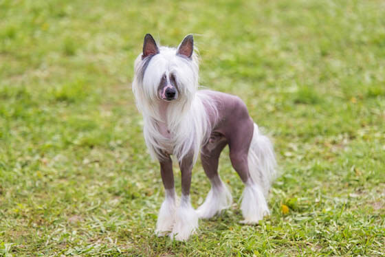 Smallest Dog Breeds