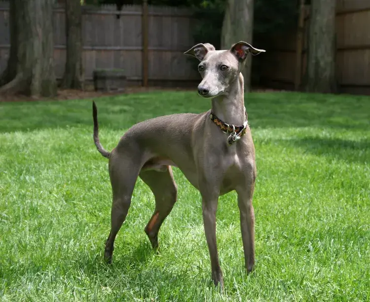 Smallest Dog Breeds