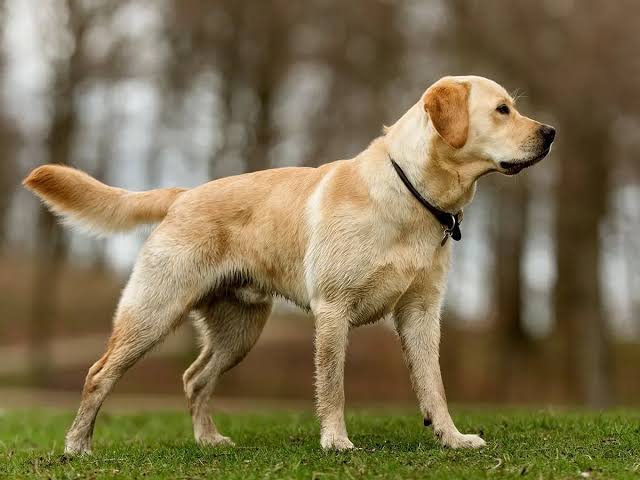 MOST CALM, LAID-BACK DOG BREEDS