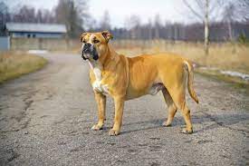 FIGHTING DOG BREEDS