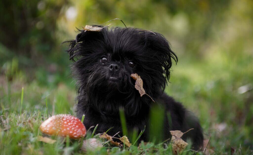 Smallest Dog Breeds