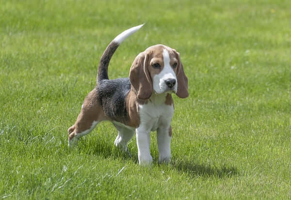 Smallest Dog Breeds