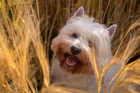 Smallest Dog Breeds