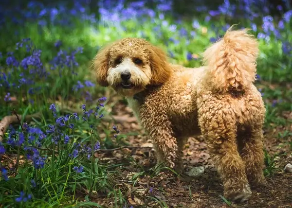 Smallest Dog Breeds