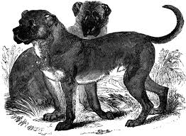 FIGHTING DOG BREEDS