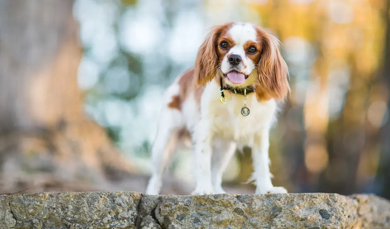 Smallest Dog Breeds