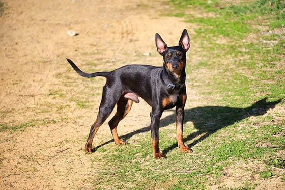 Smallest Dog Breeds