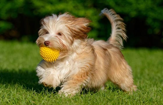 Smallest Dog Breeds