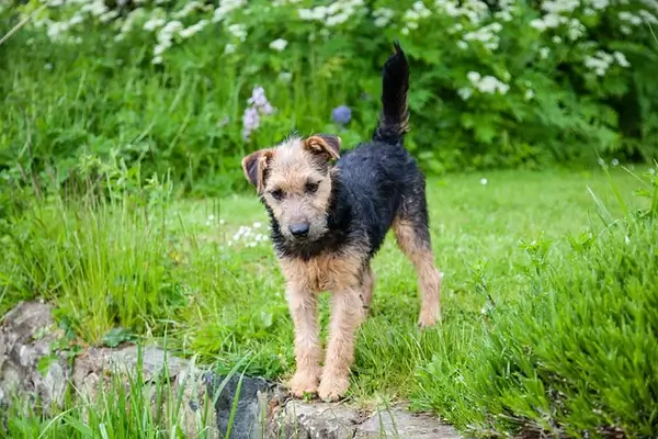 Smallest Dog Breeds