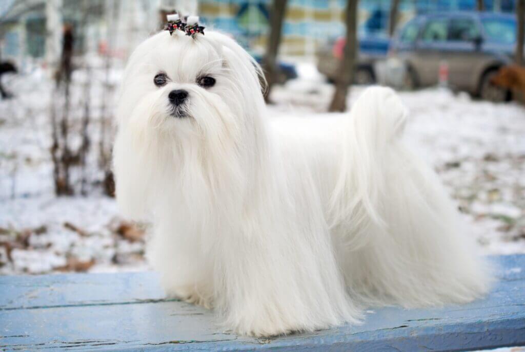 Smallest Dog Breeds
