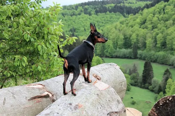 Smallest Dog Breeds