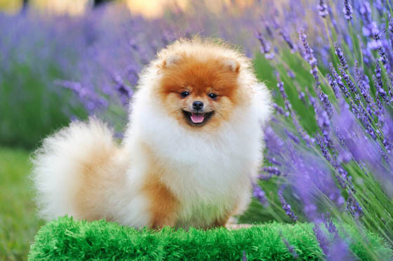Smallest Dog Breeds