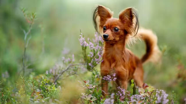 BIGGEST DOG BREEDS