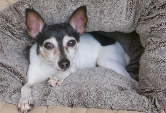 Smallest Dog Breeds