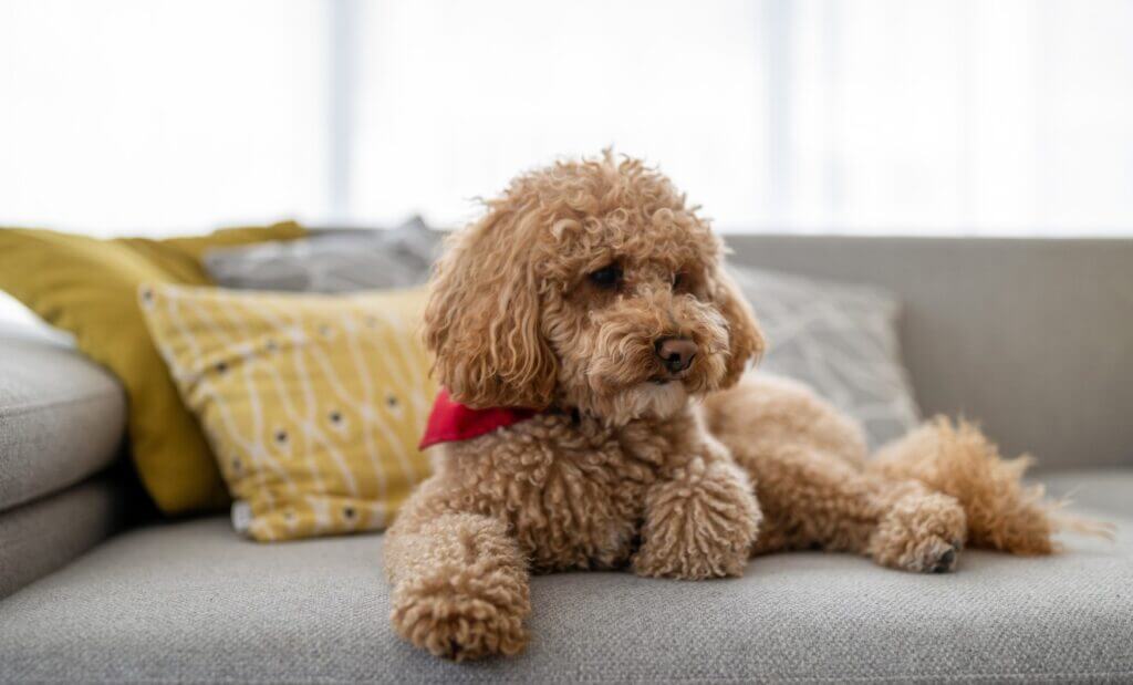 Smallest Dog Breeds