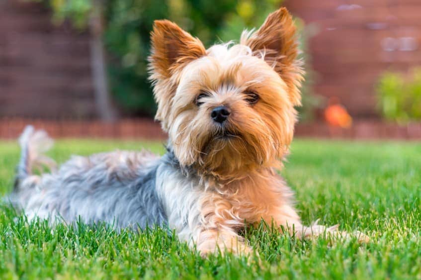 Smallest Dog Breeds