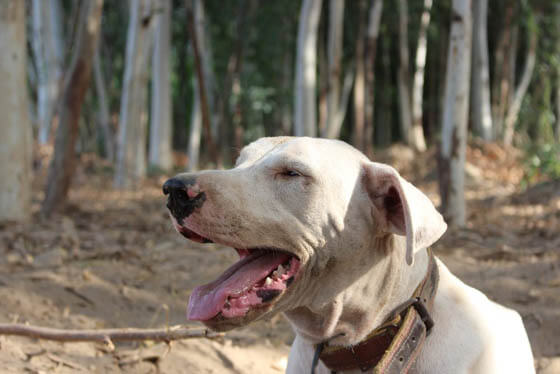 MOST AGGRESSIVE DOG BREEDS