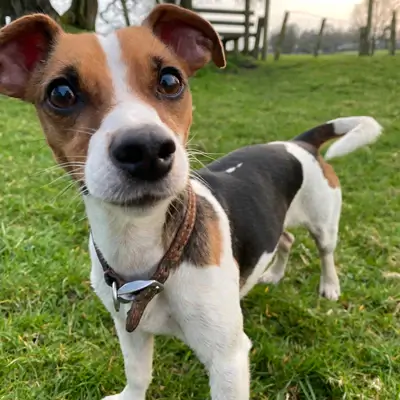 MOST AGGRESSIVE DOG BREEDS