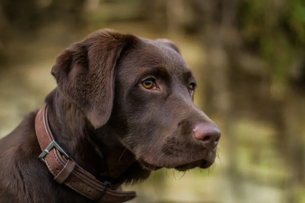 MOST AGGRESSIVE DOG BREEDS