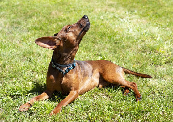 MOST AGGRESSIVE DOG BREEDS