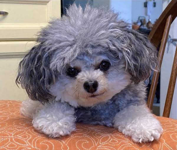 Intelligence of Dog