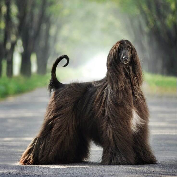 Dog Intelligence and Brain