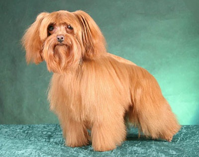 Smallest Dog Breeds