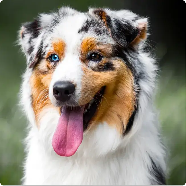 MOST QUIET DOG BREEDS
