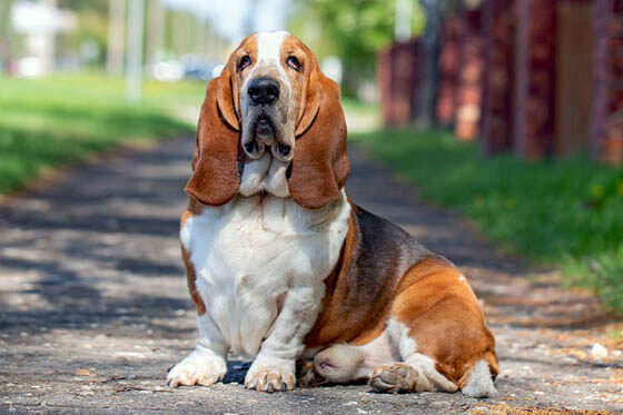 MOST QUIET DOG BREEDS
