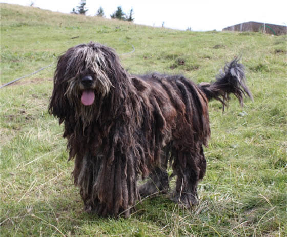 MOST QUIET DOG BREEDS