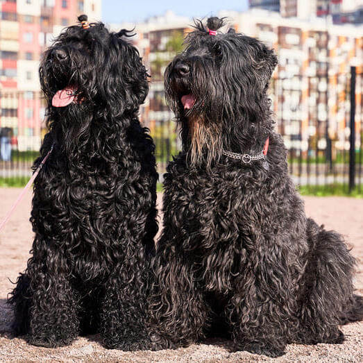 MOST QUIET DOG BREEDS