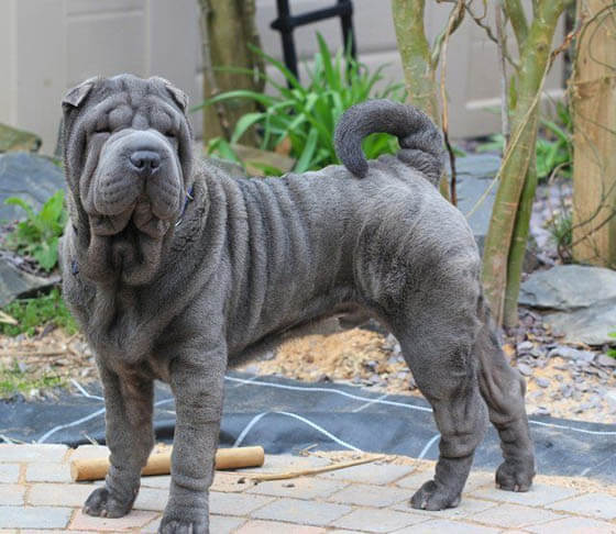 MOST QUIET DOG BREEDS