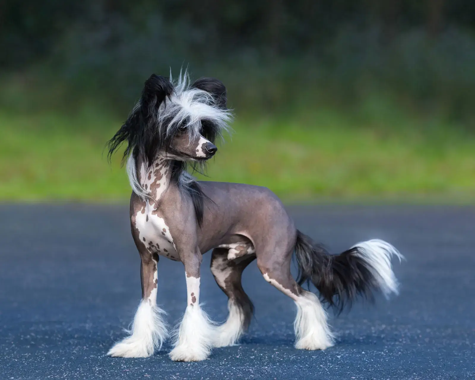 MOST QUIET DOG BREEDS
