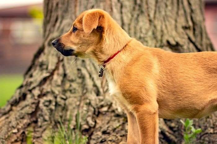 MOST QUIET DOG BREEDS