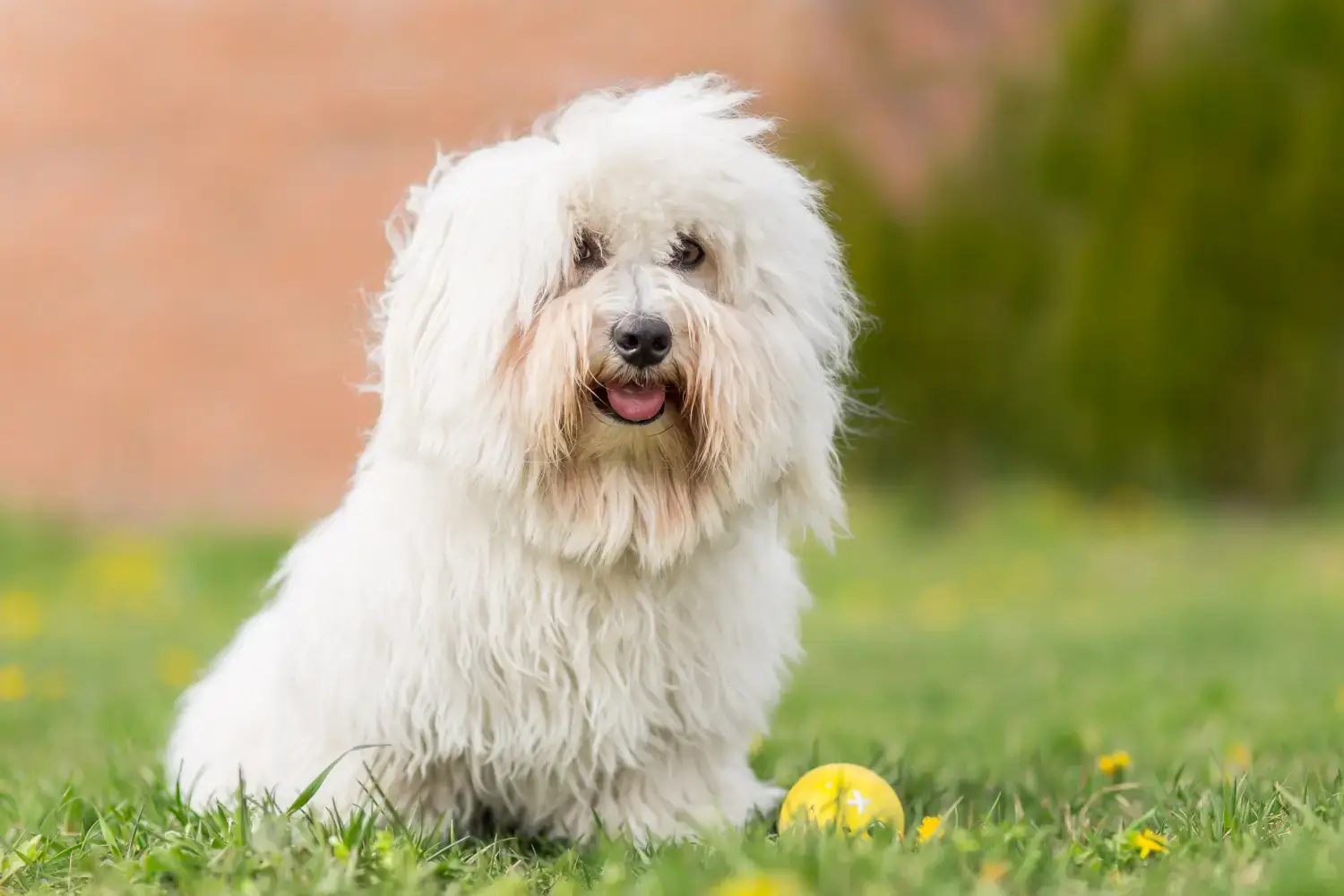 MOST QUIET DOG BREEDS