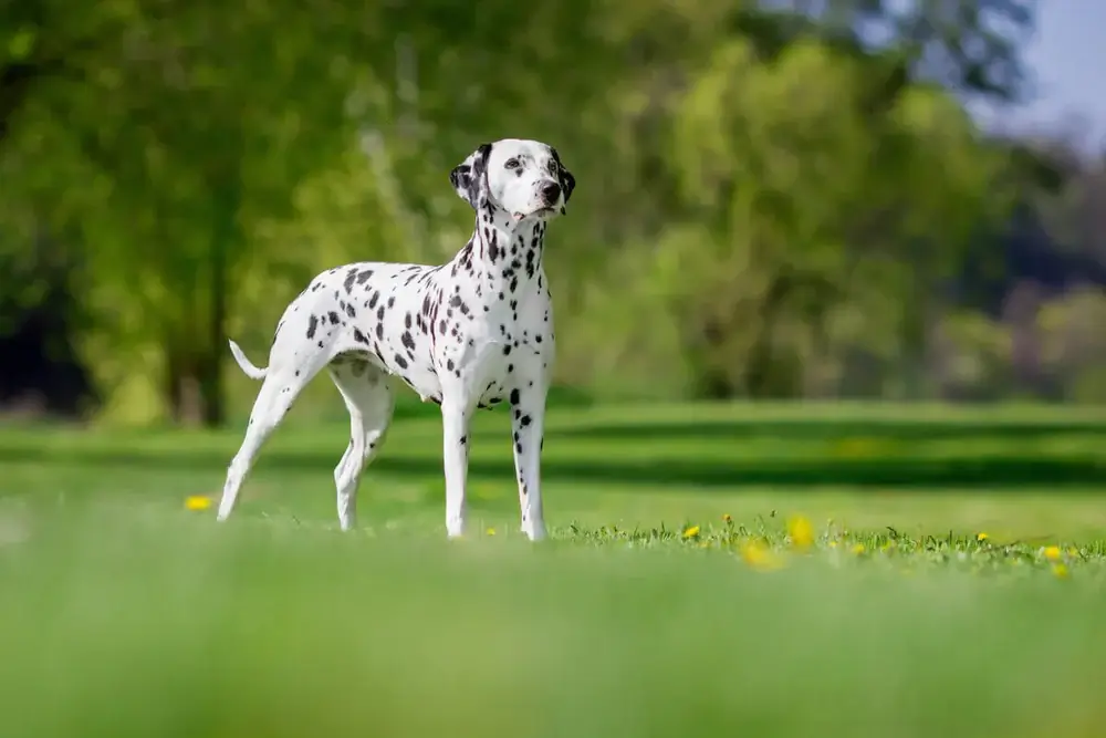 MOST QUIET DOG BREEDS
