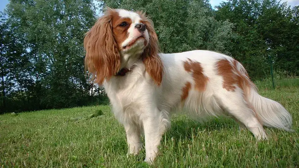 MOST QUIET DOG BREEDS